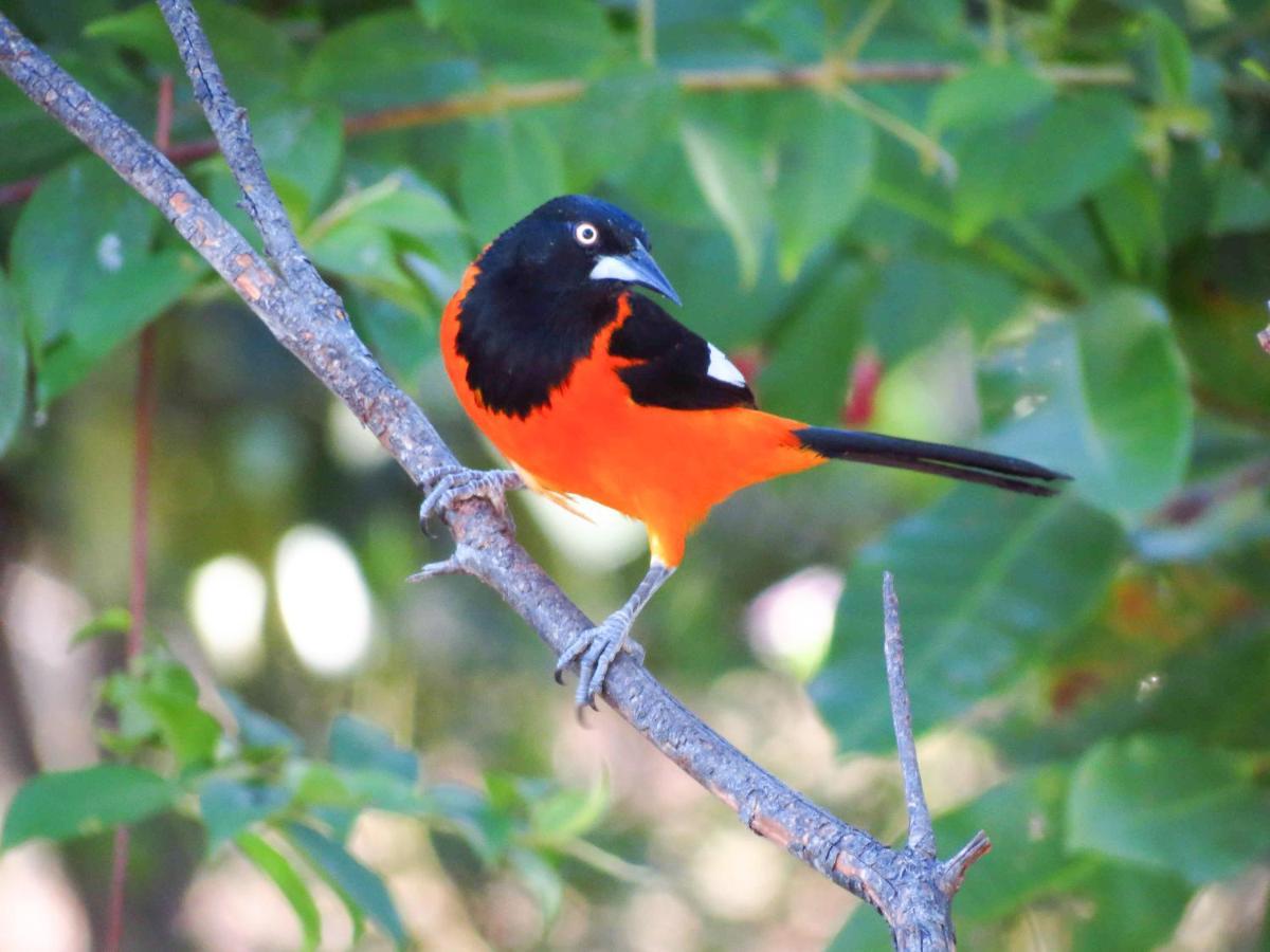 Southwild Pantanal Lodge Pixaim Esterno foto