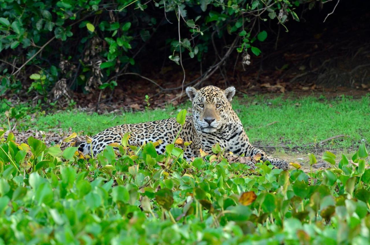 Southwild Pantanal Lodge Pixaim Esterno foto