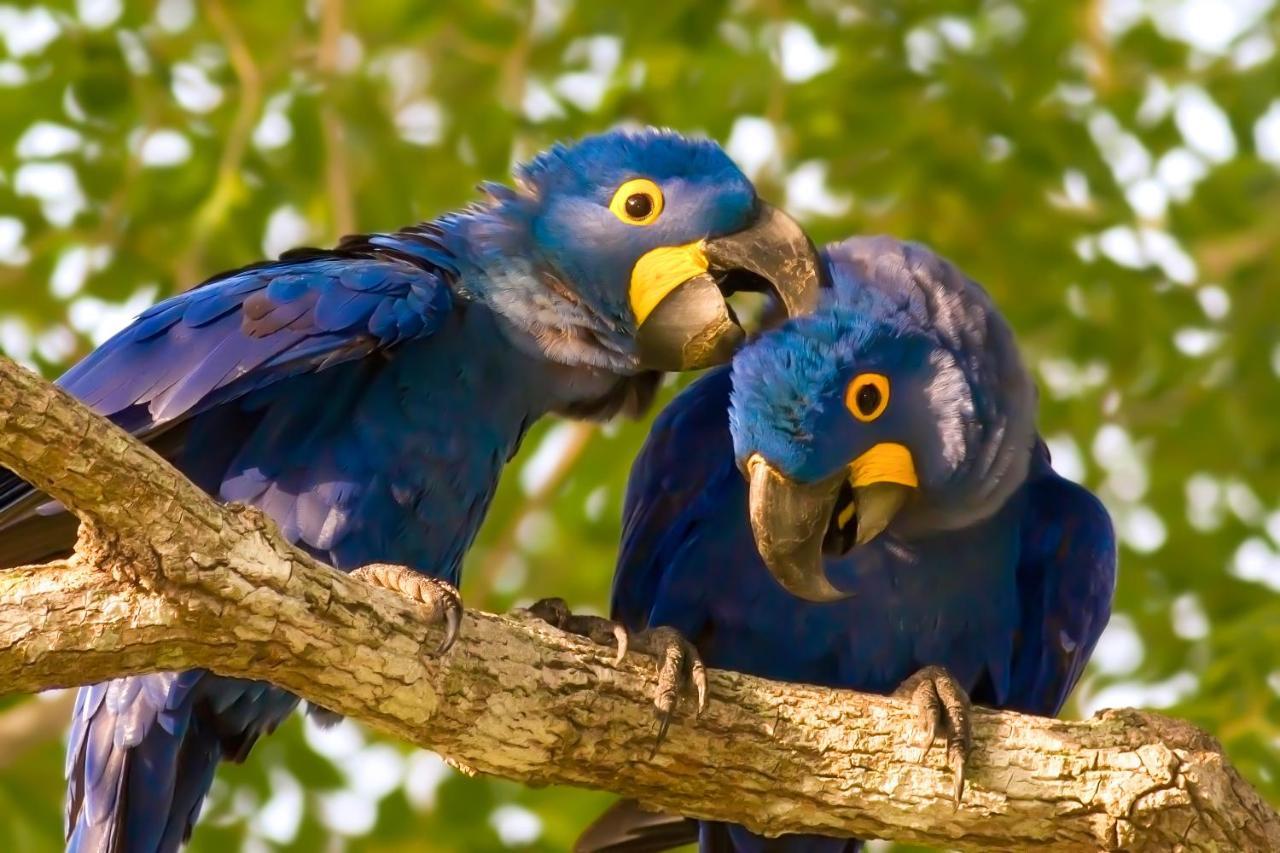 Southwild Pantanal Lodge Pixaim Esterno foto