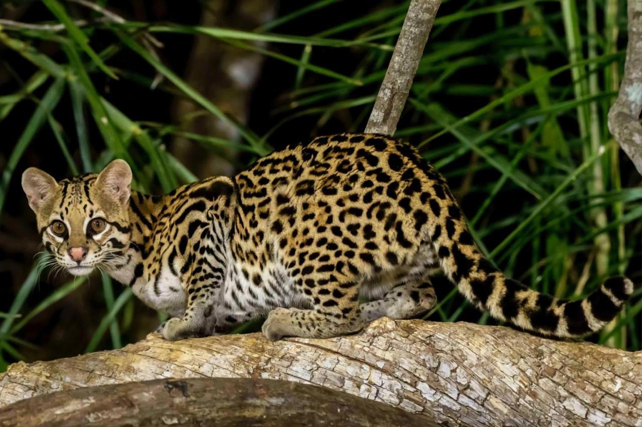 Southwild Pantanal Lodge Pixaim Esterno foto