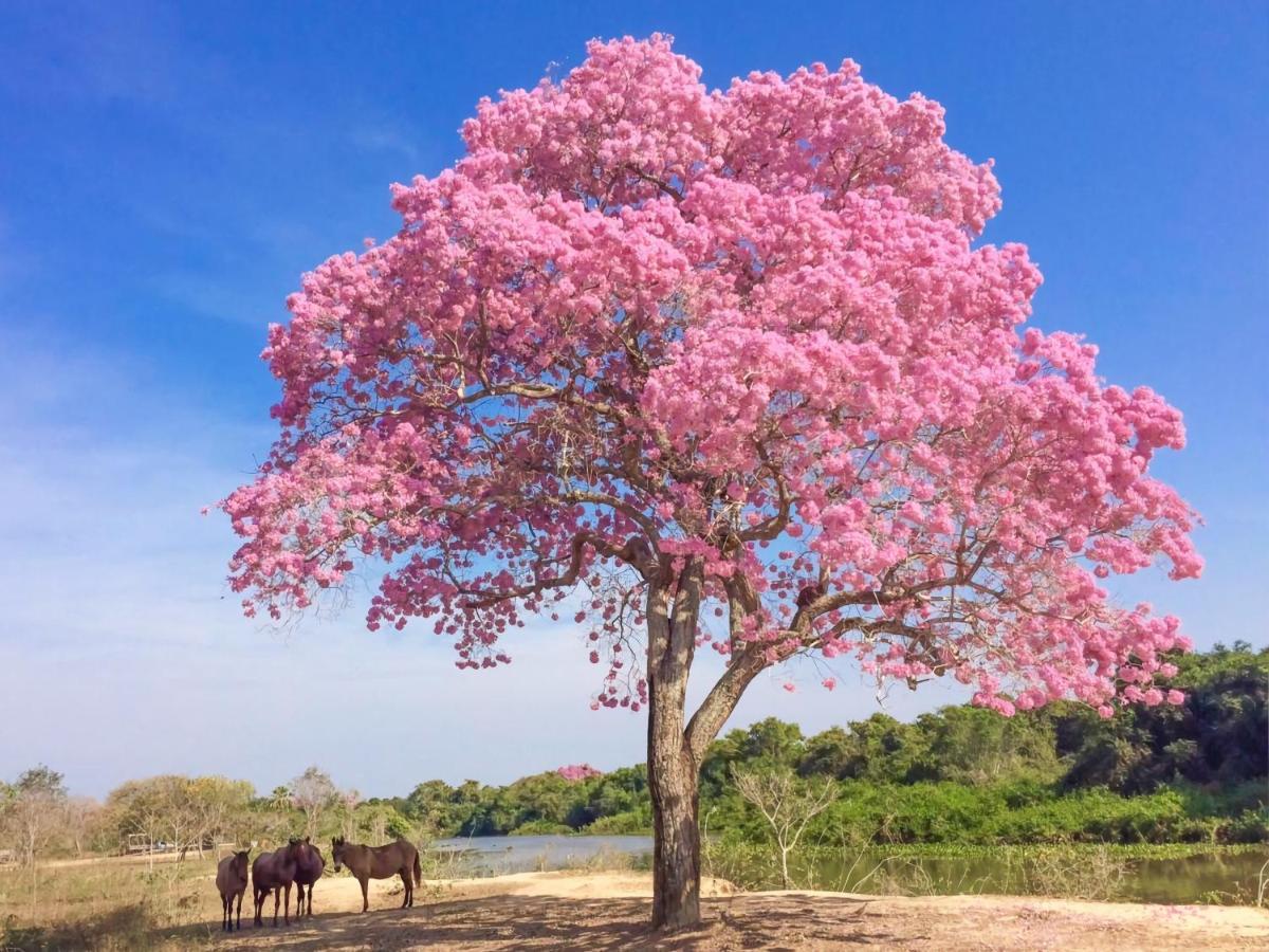 Southwild Pantanal Lodge Pixaim Esterno foto