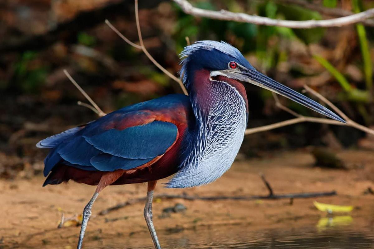 Southwild Pantanal Lodge Pixaim Esterno foto
