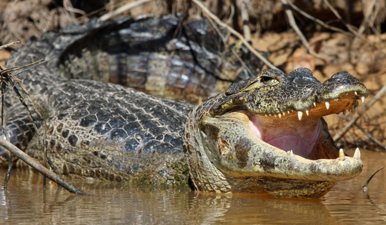 Southwild Pantanal Lodge Pixaim Esterno foto