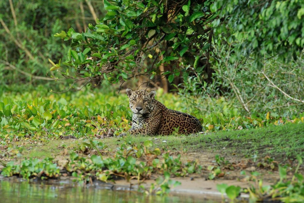 Southwild Pantanal Lodge Pixaim Esterno foto