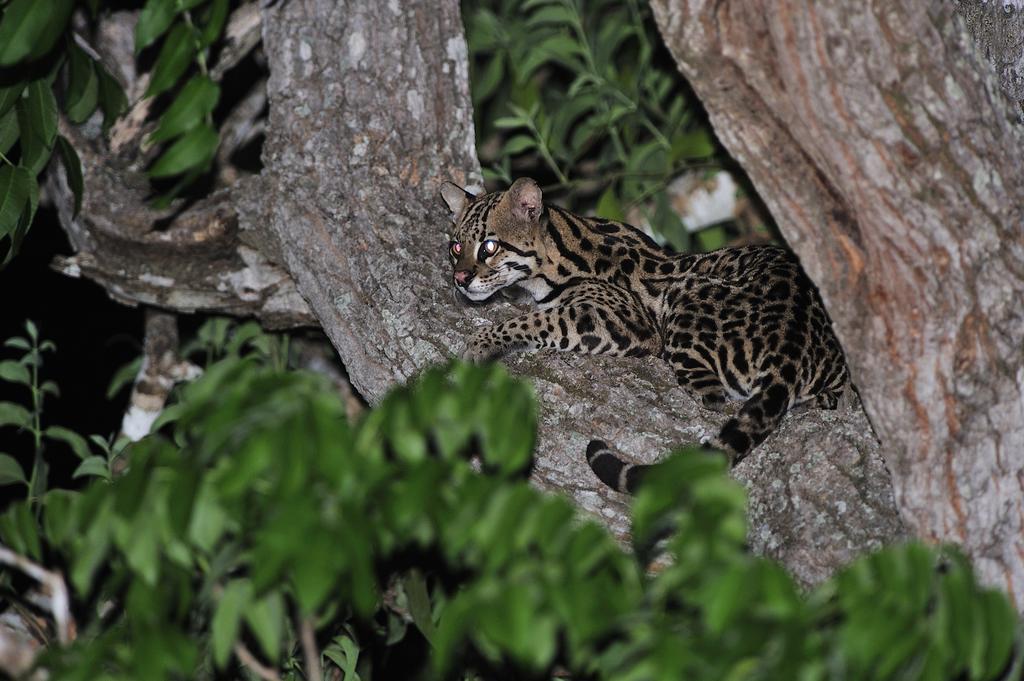 Southwild Pantanal Lodge Pixaim Esterno foto