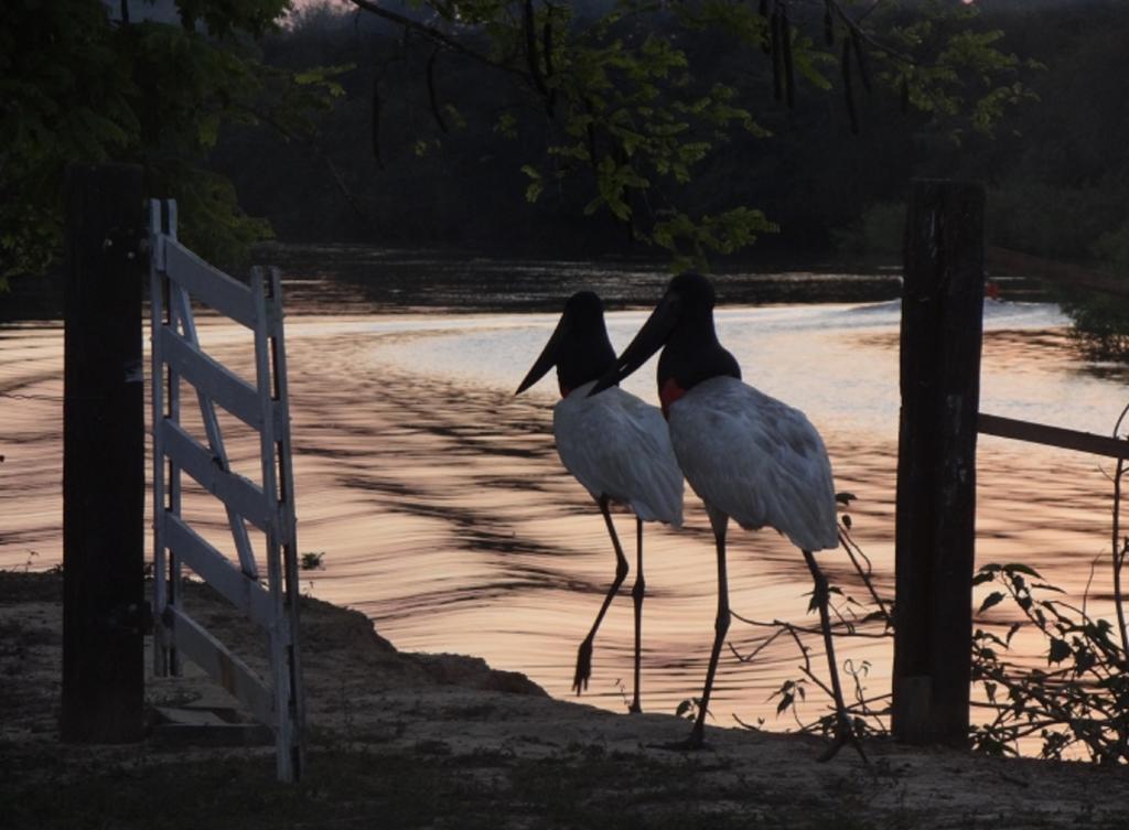 Southwild Pantanal Lodge Pixaim Esterno foto